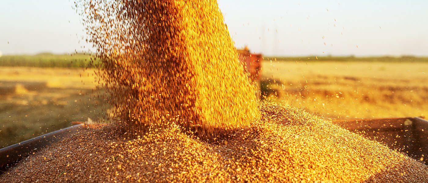 Ασυγκράτητες οι τιμές παραγωγού στο σιτάρι, 33,9 λεπτά πληρώνει η ΕΑΣ Διδυμοτείχου