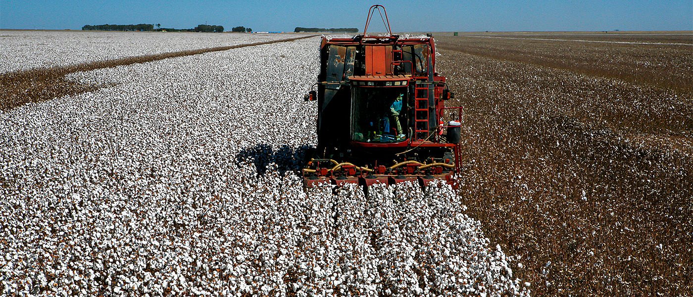 Πάει για πάνω από 65 λεπτά το βαμβάκι, προβληματισμός με αύξηση κόστους καλλιέργειας