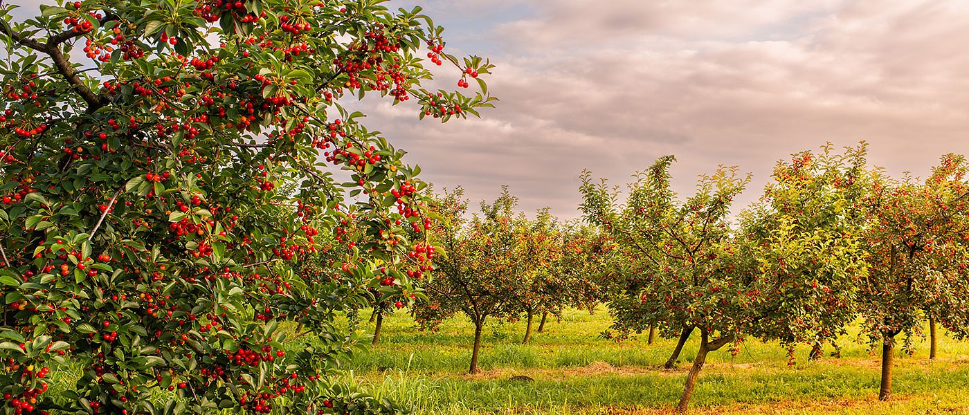 Αποζημιώσεις σε όλα τα κεράσια ζητούν οι παραγωγοί, προκαταβολές τώρα και όχι καλοκαίρι