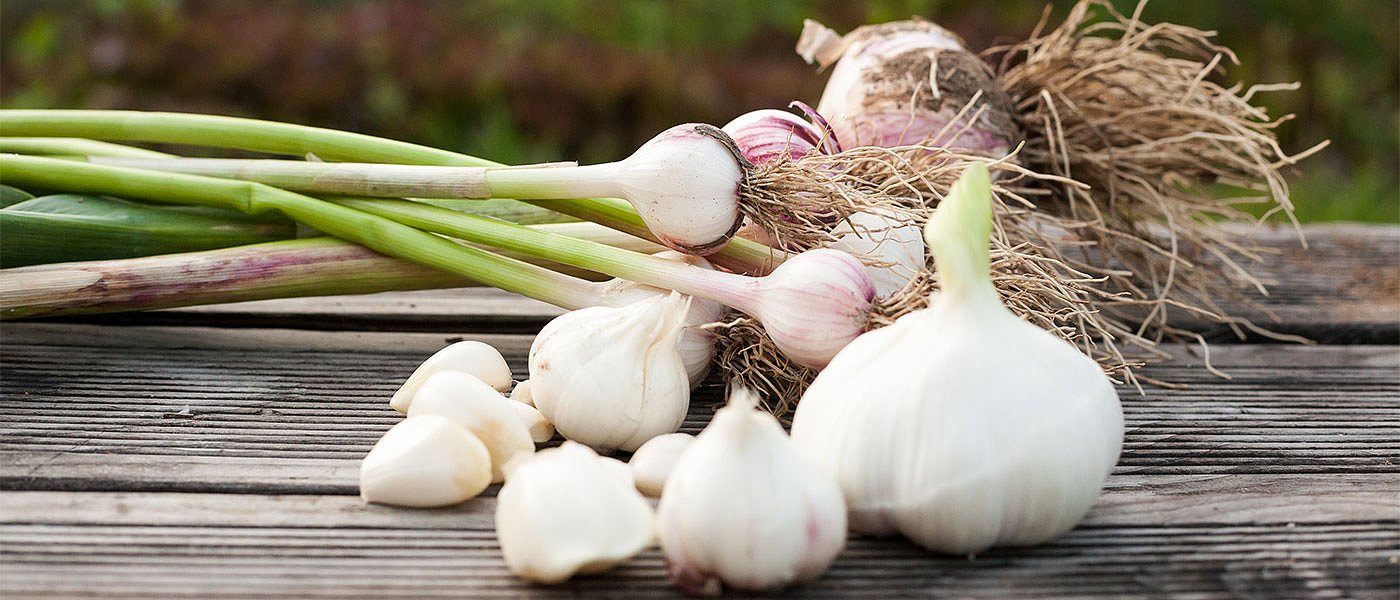 Λιγότερα στρέμματα για τα σκόρδα Βύσσας, σε απαξίωση οδηγείται η καλλιέργεια