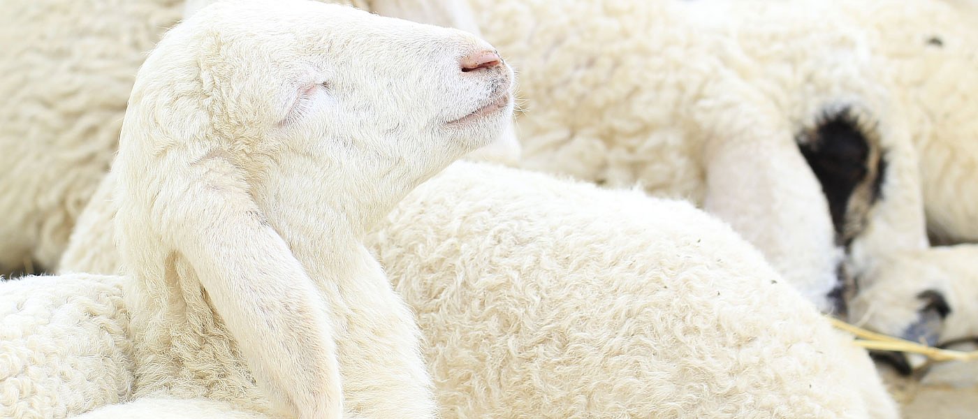 Βουλιάζει τις κτηνοτροφικές μονάδες ο χιονιάς, μείωση παραγωγικότητας και αύξηση κόστους