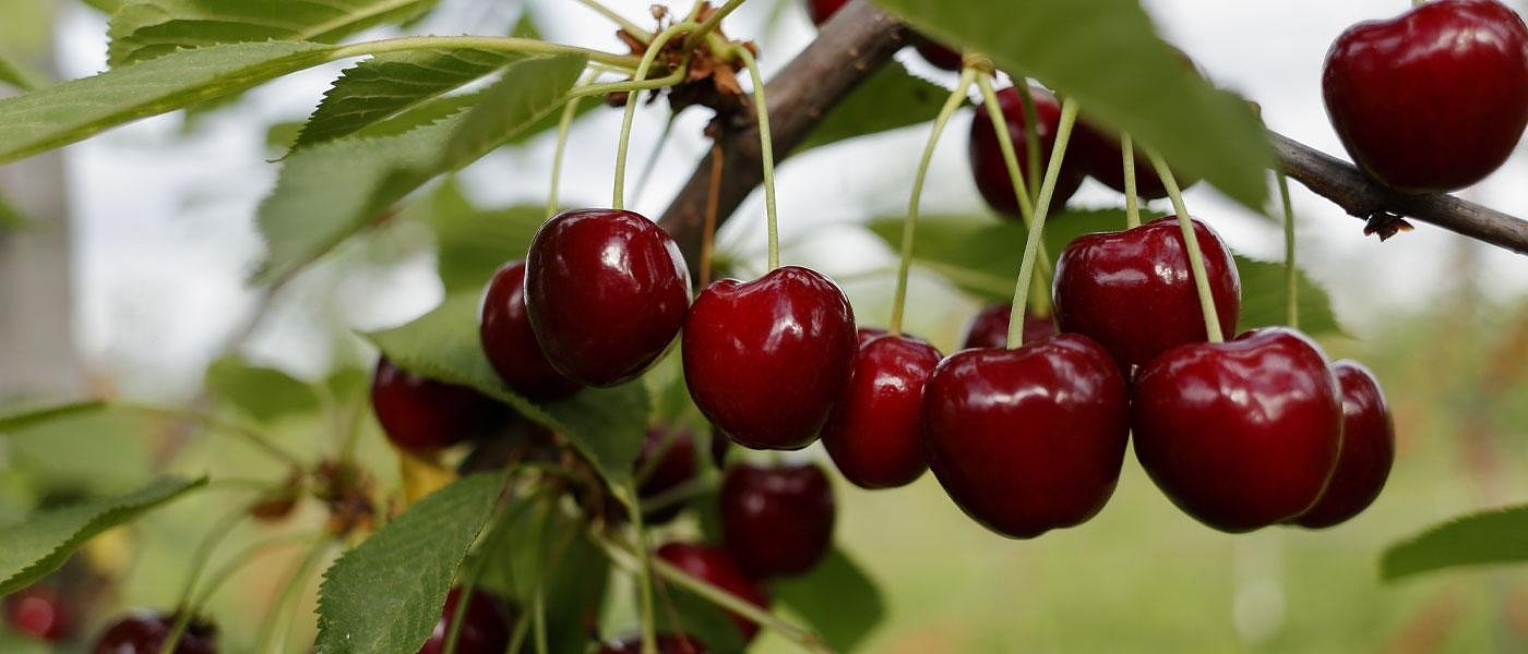 Προσβολές από δροσόφιλα σε όψιμους κερασεώνες Δράμας και Σερρών