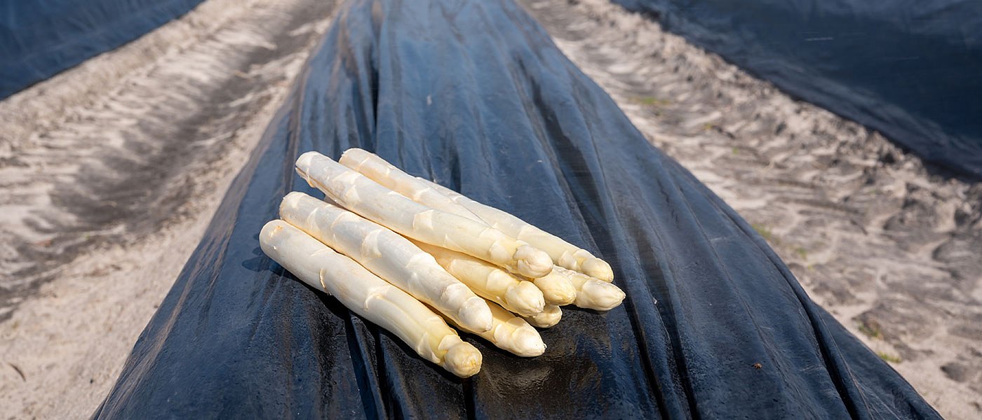 Οι καιρικές συνθήκες καθυστέρησαν την συγκομιδή και έχασαν την πρωιμότητα τα σπαράγγια