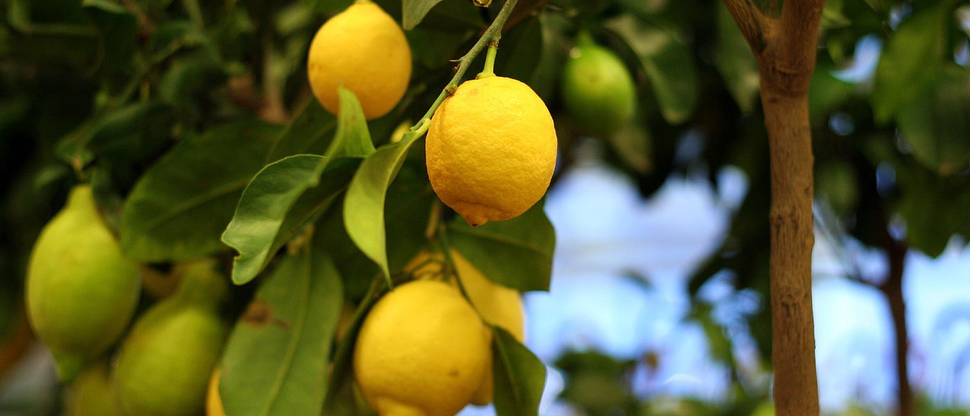 Στα 35 με 40 λεπτά παίζει το ντόπιο λεμόνι που μετρά απώλειες και στο φυτικό κεφάλαιο