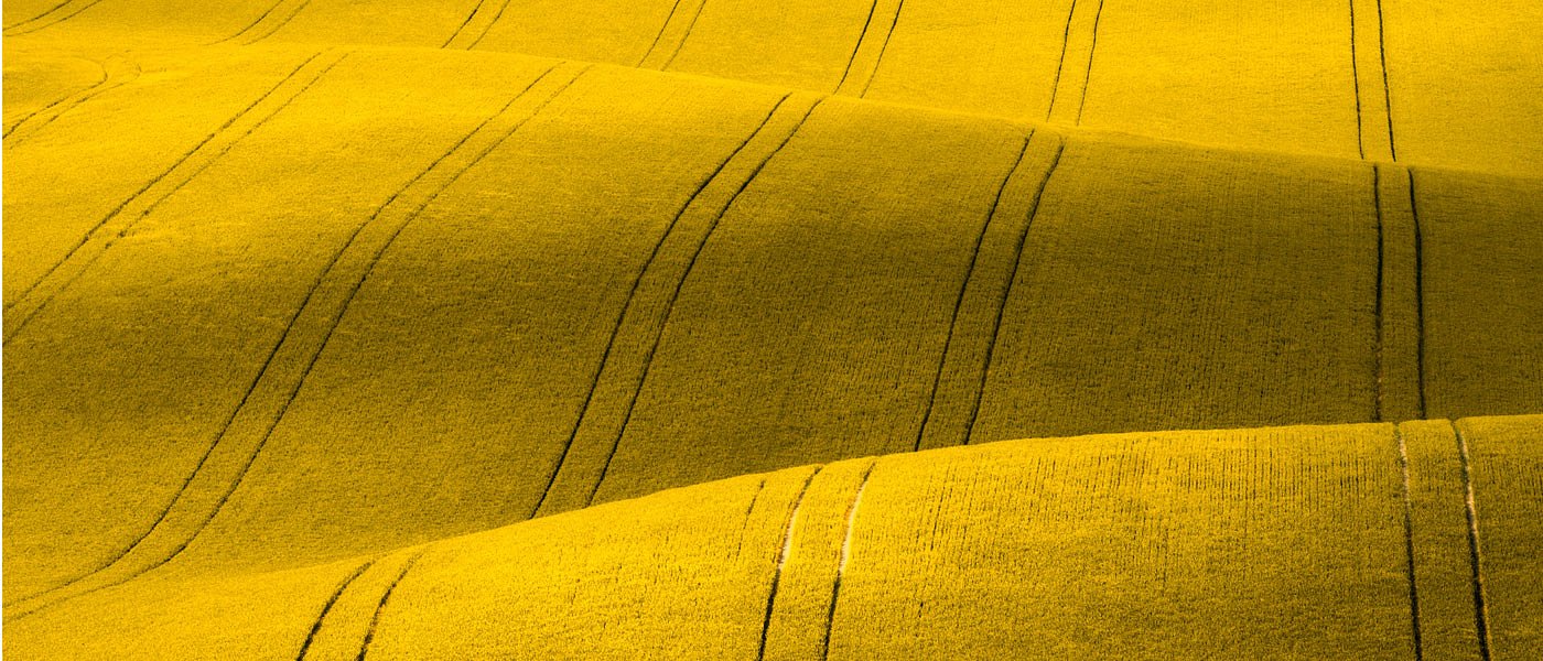 Η ξηρασία ρίχνει τις εκτάσεις με ελαιοκράμβη στις περισσότερες περιοχές της χώρας