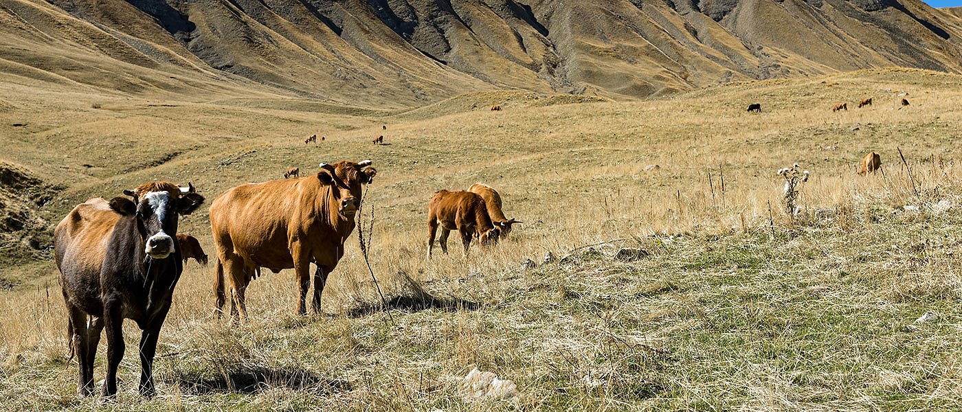 Γεωργαντάς: Μετά τις 22 Δεκεμβρίου πληρώνεται εξισωτική και θα διορθωθούν τα βοσκοτόπια