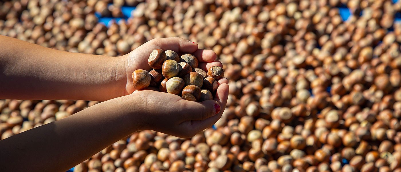 Πλώρη για τα 9 ευρώ το κιλό βάζει το φουντούκι λόγω υψηλής ζήτησης