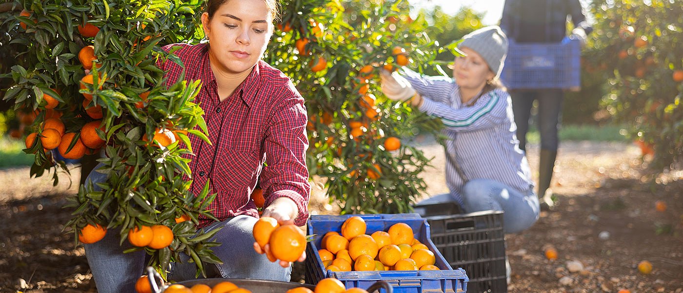 Μπλόκο στις εισαγωγές μανταρινιών από Αλβανία στην ΕΕ λόγω υψηλών υπολειμμάτων
