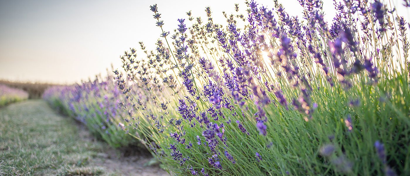 Προβλήματα στην καλλιέργεια λεβάντας λόγω ανομβρίας