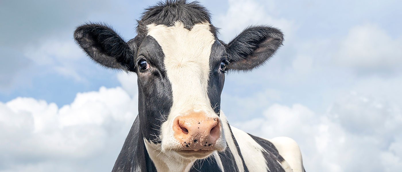 Ολλανδικές αγελάδες στη Νάξο για αύξηση παραγωγής γάλακτος