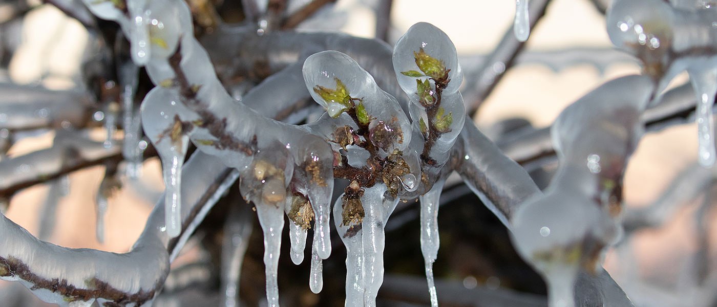 Πέλλα: Νέες αιτήσεις για παγετό 12ης Απριλίου, έκθεση για καρπόπτωση