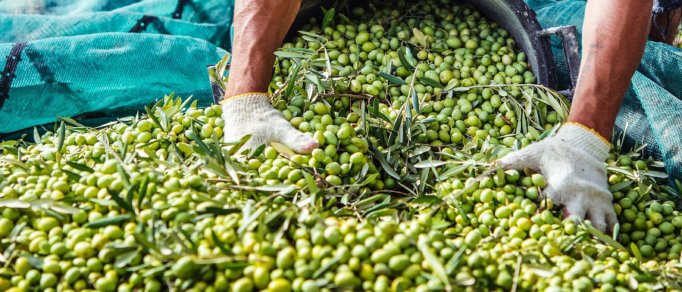 Συμβουλές συγκομιδής ελαιοκάρπου με στόχο την καλή ποιότητα ελαιολάδου