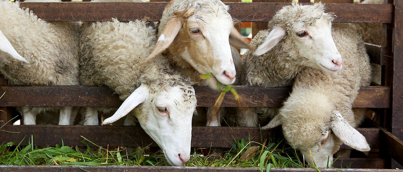 Έχουμε νέα κρούσματα ευλογιάς αλλά το ΥπΑΑΤ έχει κάνει παύση πληρωμών