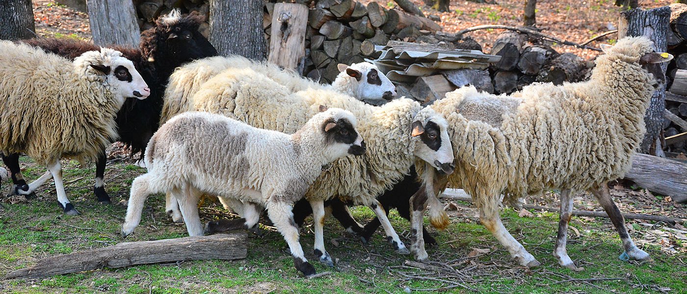 Η Κύπρος κέρδισε από την ΕΕ 7 εκ. ευρώ ενίσχυση για τους 1.500 αιγοπροβατοτρόφους