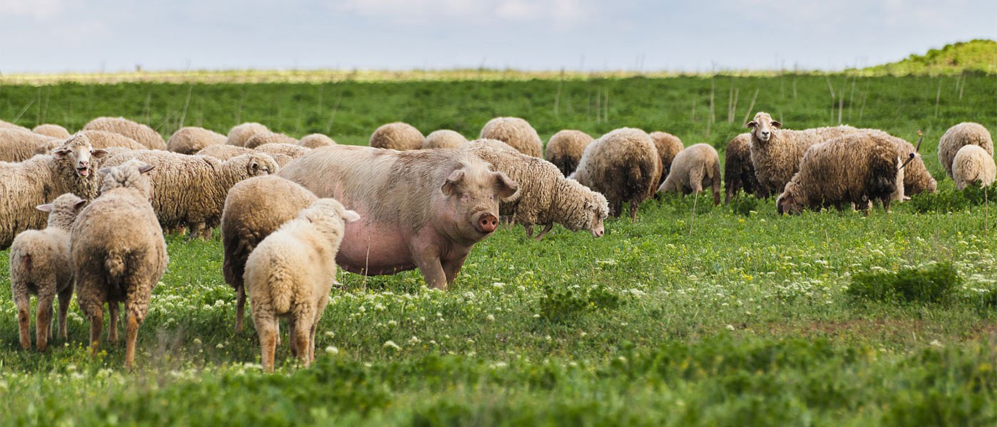 Ξεκινά η ετήσια απογραφή αιγοπροβάτων και χοίρων από κτηνοτρόφους