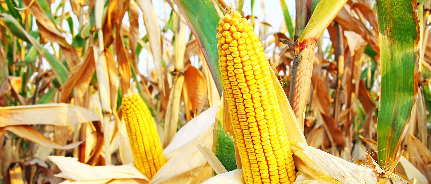 Με 26,5 λεπτά ξεκίνησε το καλαμπόκι, στο κόκκινο και η χρηματιστηριακή τιμή