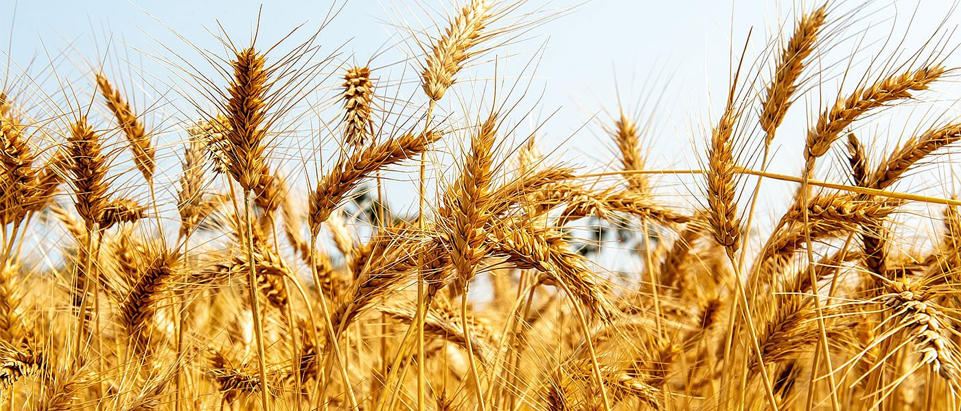 Ξεκίνησαν τα αλώνια στον Έβρο, στόχος τα 60 λεπτά στο σκληρό σιτάρι