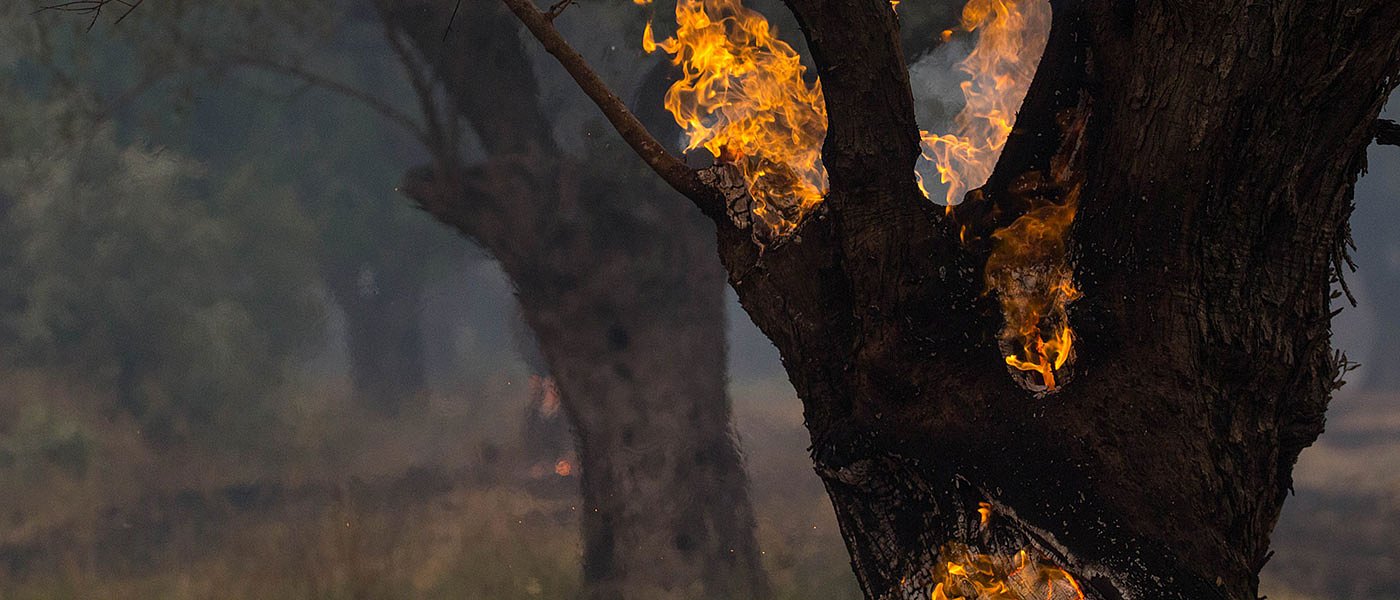 Δίνουν 700.000 ευρώ σε πυρόπληκτους αγρότες του 2021, ποιες περιοχές αφορά