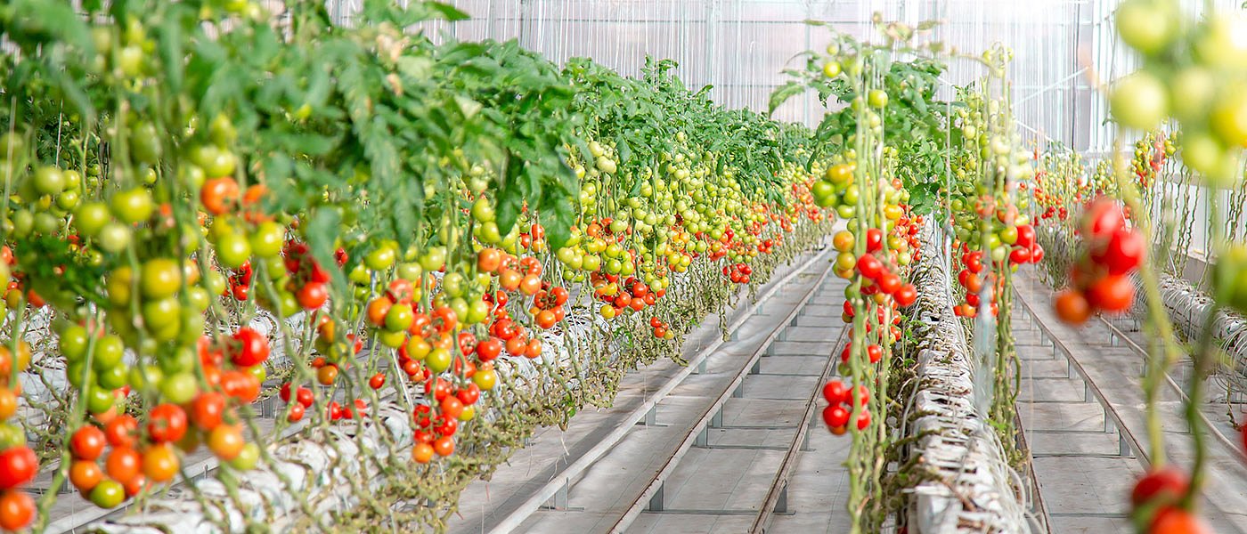 Απαγορευτικά κόστη για τις μονάδες υδροπονίας σε Ελλάδα και Ευρώπη