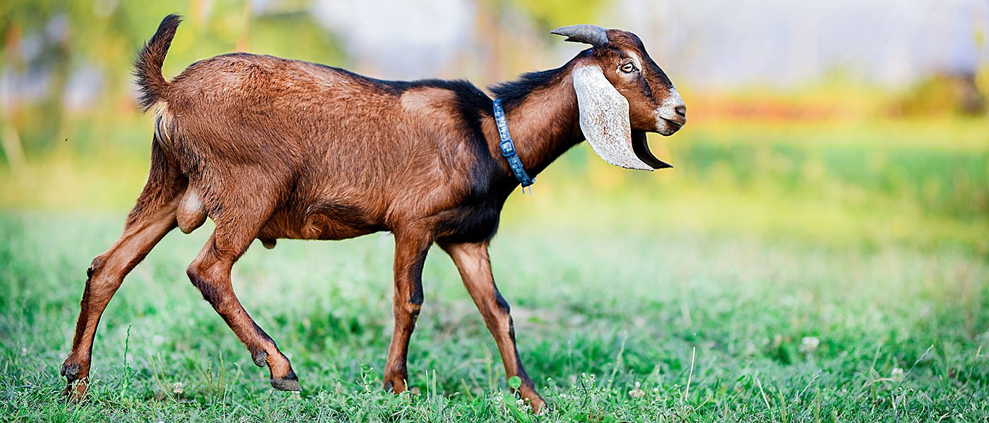 Μαρία Καραντάνη: Πολύ παραγωγικές αλλά και με απαιτήσεις οι γίδες Anglo-Nubian