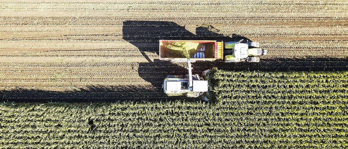 Ως 4,4 λεπτά οι πρώτες τιμές καλαμποκιού για ενσίρωμα, πάει για 26-27 λεπτά το σπυρί