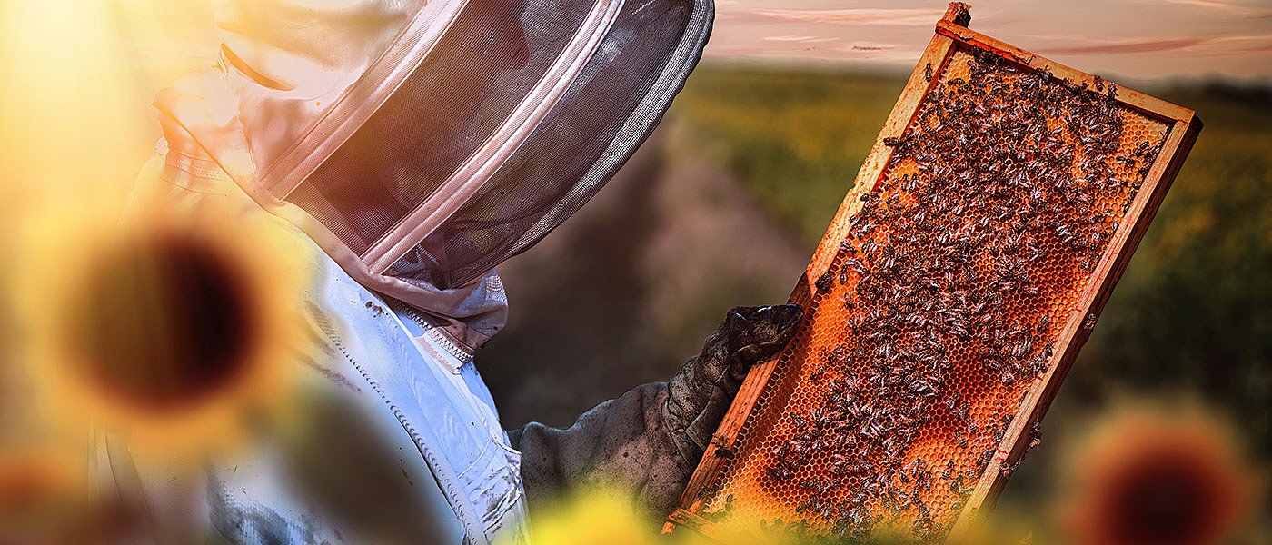 Καμιά στήριξη στους μελλισσοκόμους από το ΥπΑΑΤ, κάντε ότι έκαναν οι Ιταλοί