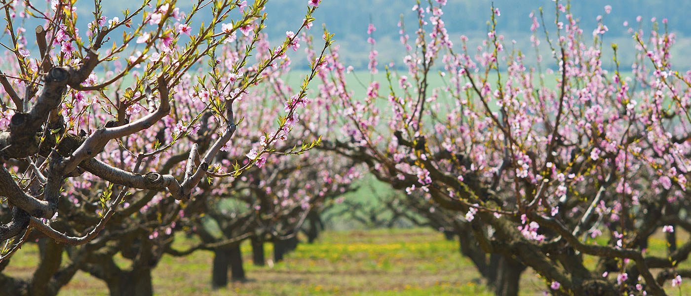 Σοβαρό πρόβλημα στην καλλιέργεια ροδακινιάς στη Ελλάδα, πρέπει να γίνει περαιτέρω έρευνα