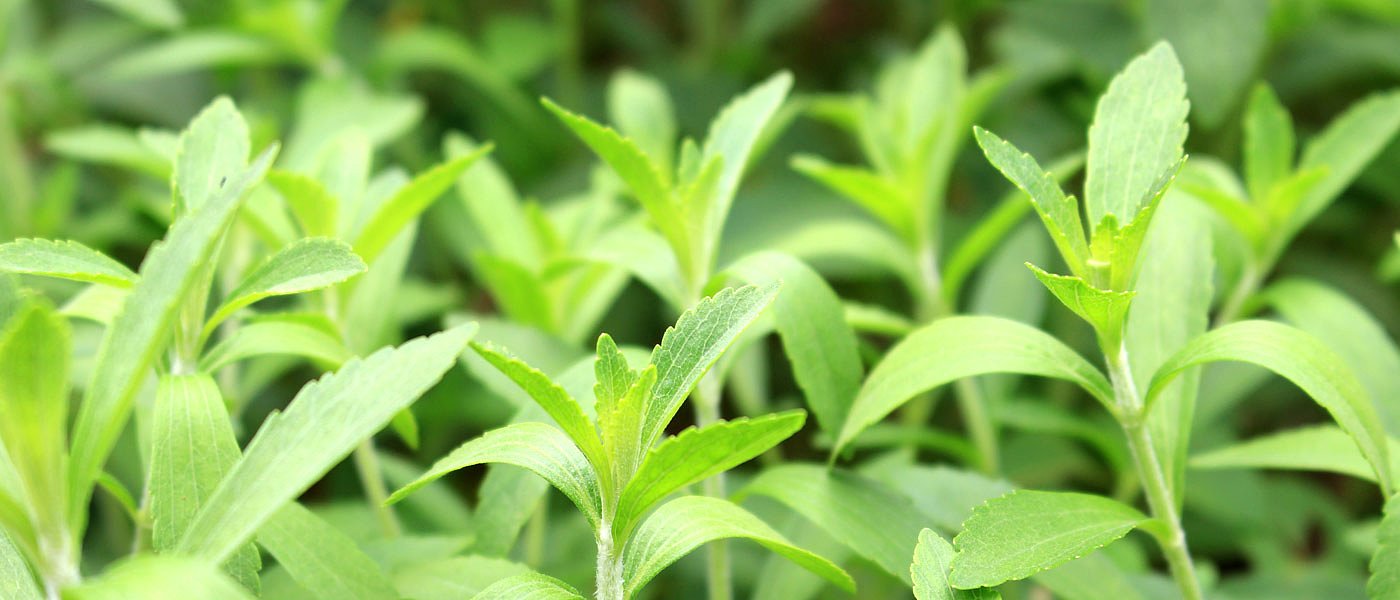 Στο φουλ οι μηχανές για τη συγκομιδή στέβιας που πιάνει φέτος υψηλές αποδόσεις