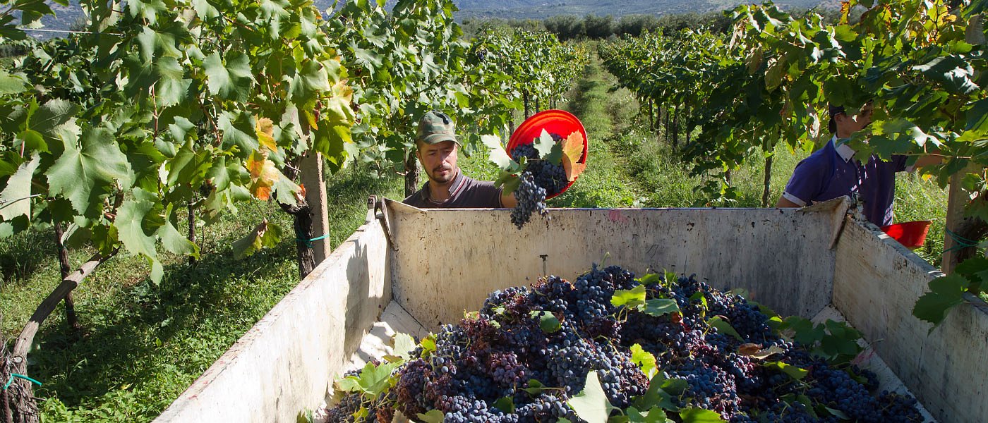 Αρχίζουν αιτήσεις για το πρόγραμμα νέων αγροτών, όλη η πρόσκληση και τα ποσά