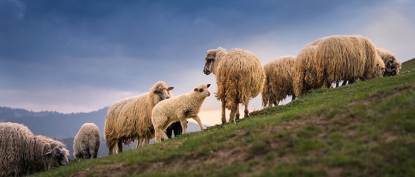 Έρχεται νέα κατανομή βοσκοτόπων, απαντήσεις ζητούν κτηνοτρόφοι για μείωση δικαιωμάτων