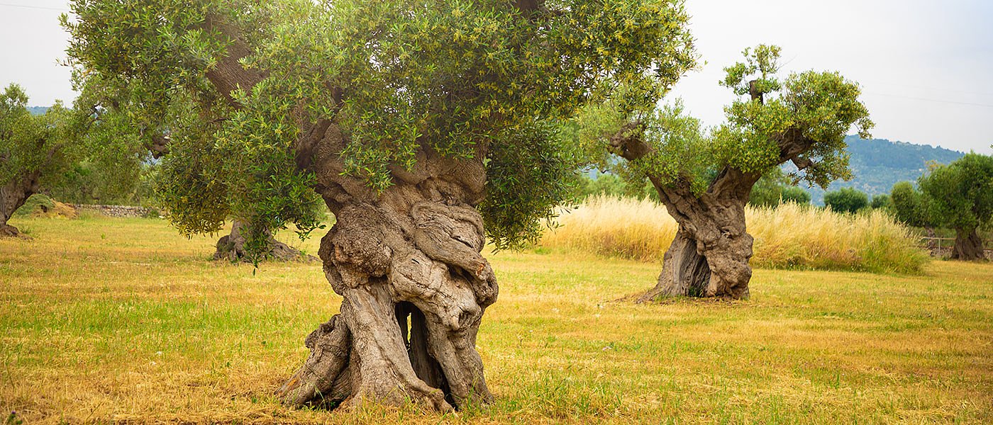 Υπό κατάρρευση η ελαιοκαλλιέργεια, προτάσεις ΣΕΔΗΚ για ΚΑΠ και εθνική στρατηγική