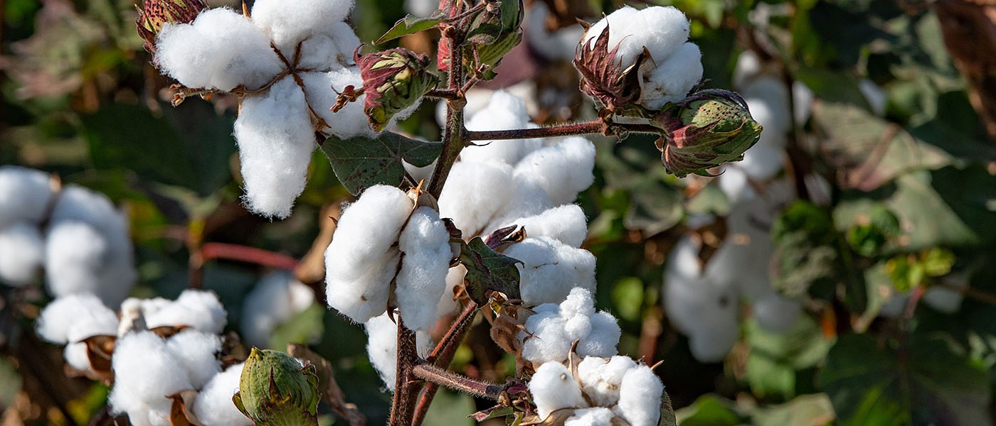 Καλοκαίρι πληρώνει το Μέτρο 23, χρειάζονται άμεσα ρευστότητα οι βαμβακοπαραγωγοί