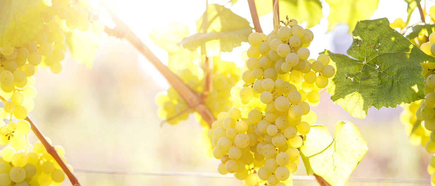 Εγκύκλιος ΥπΑΑΤ για τις δηλώσεις συγκομιδής οινοποιήσιμων σταφυλιών