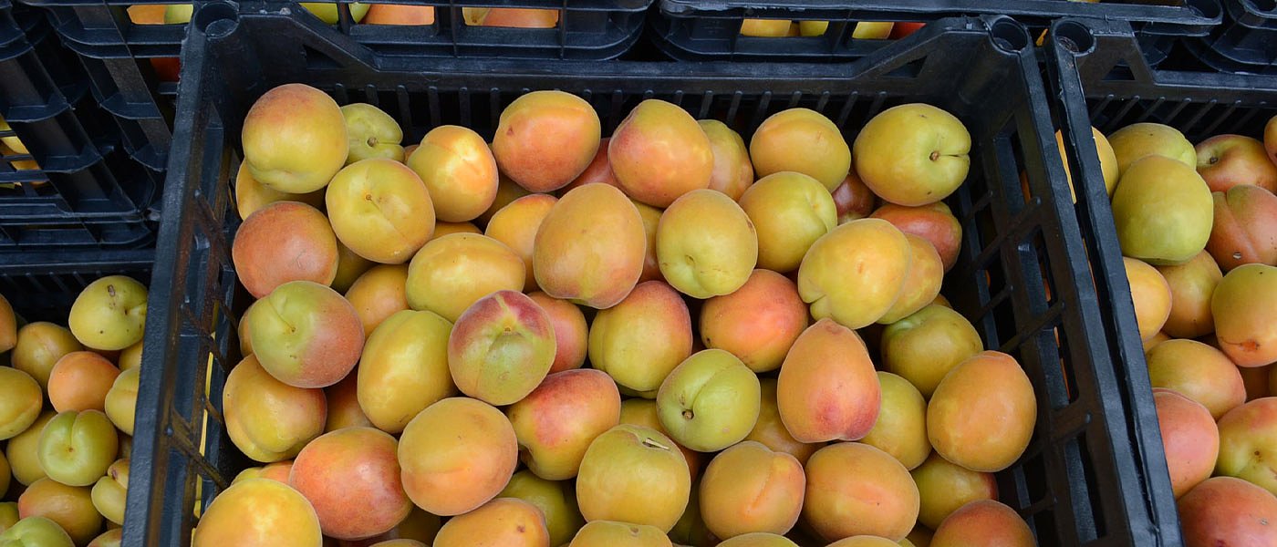 Προχωρά η συγκομιδή στα βερίκοκα, οι τιμές ανά ποικιλία και περιοχή