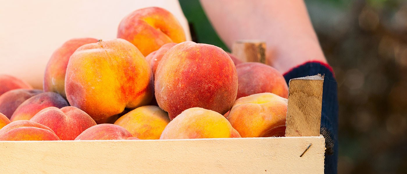 Λίγα τα πρώιμα ροδάκινα και νεκταρίνια, υψηλή η ζήτηση, που κυμαίνονται οι τιμές