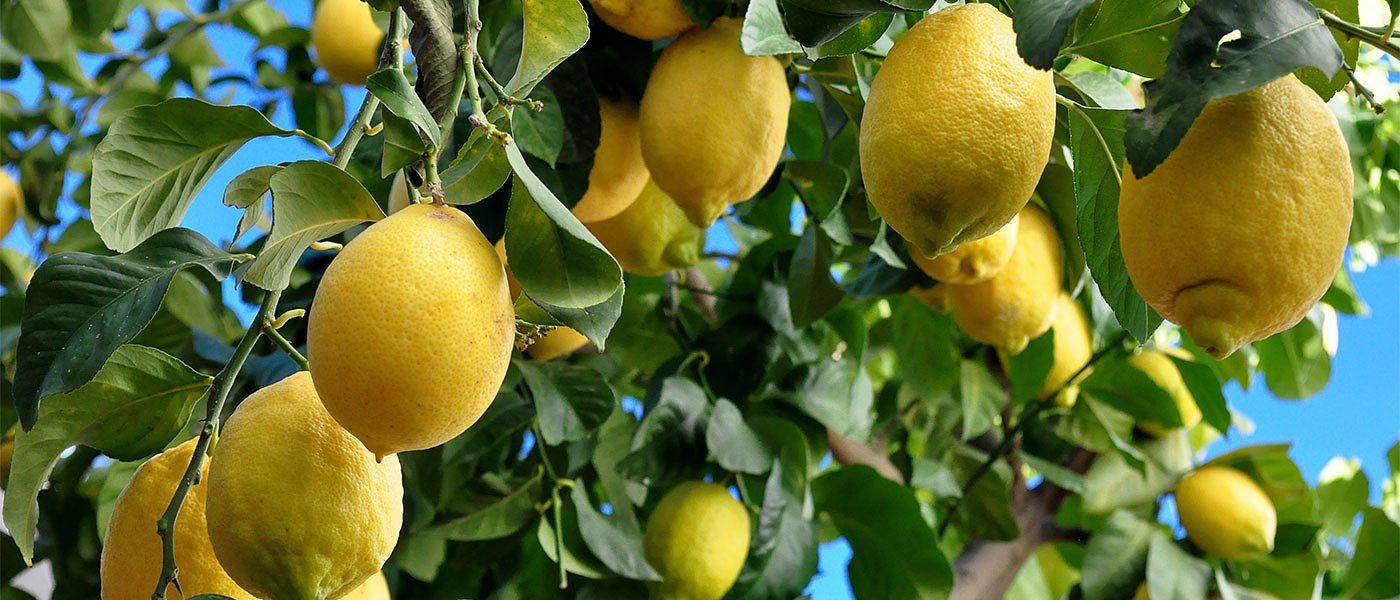 Υποτονική ζήτηση στα λεμόνια, οι παραγωγοί δεν είναι ικανοποιημένοι από τις τιμές