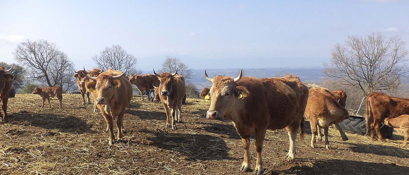 Περιζήτητο το κρέας Κόκκινης Φυλής Βοοειδών, αλλά φεύγει σε χαμηλές τιμές παραγωγού