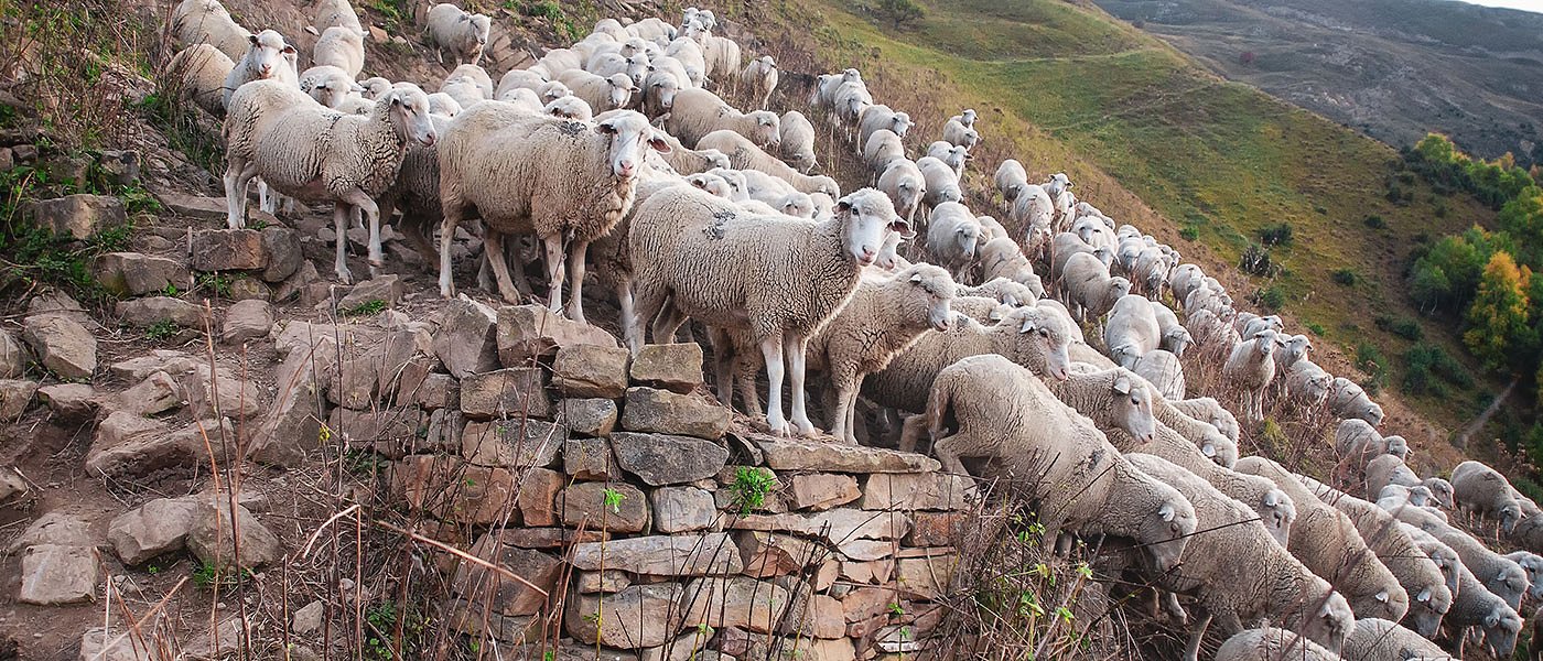 Όλη η Ελλάδα σε καραντίνα λόγω πανώλης, απαγόρευση μετακίνησης αιγοπροβάτων παντού