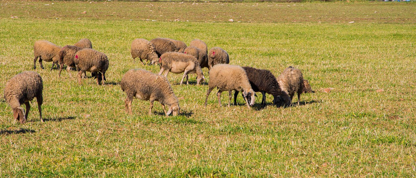 Καταγγελίες για βοσκοτόπια κάνουν την τεχνική λύση να τρίζει, υπάρχει εναλλακτική όμως;