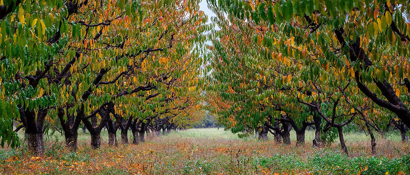 Νέα εγκύκλιος ΥπΕΝ για δασικούς χάρτες, ετοιμάζεται ρύθμιση για τα εκχερσωμένα