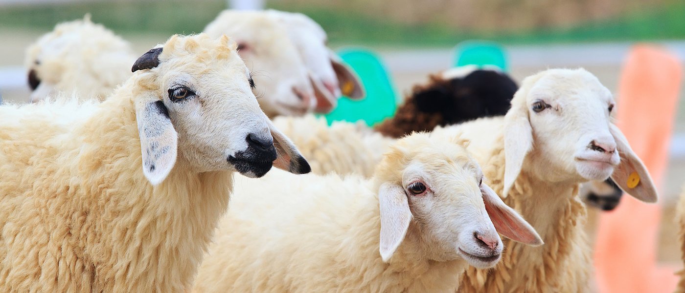 Θέσεις ΓΕΩΤΕΕ επί της Πράξης Νομοθετικού Περιεχομένου για Ευλογιά Αιγοπροβάτων, ζητά επίδομα ανεργίας και αφορολόγητο