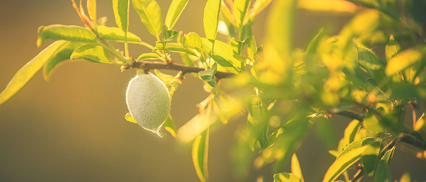 680 ευρώ το στρέμμα για απώλεια εισοδήματος ζητούν αμυγδαλοπαραγωγοί