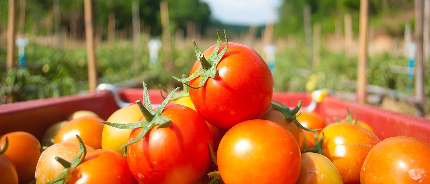 Μειώνεται διεθνώς η καλλιέργεια ντομάτας, έντονη ζήτηση και τιμή ως 1,30 στο χωράφι
