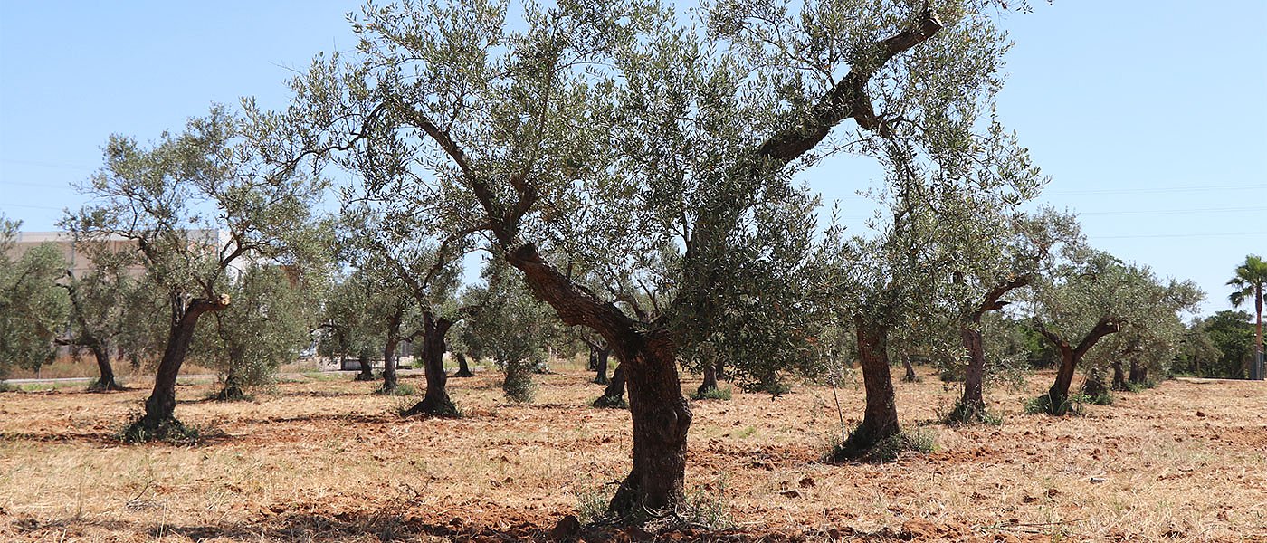Δάκος και ακαρπία κυριαρχούν στην φετινή ελαιοκαλλιέργεια