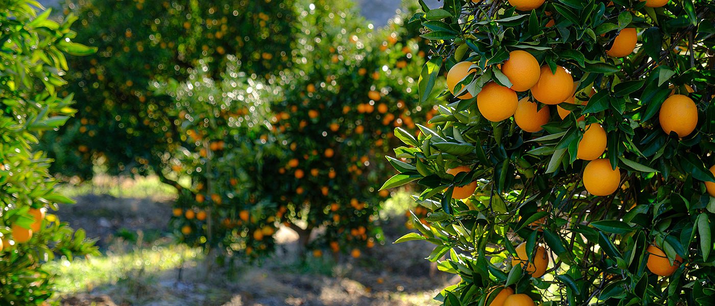 Μέχρι 40 λεπτά τα τελευταία Βαλέντσια, αν υπήρχαν εργάτες θα είχαν παραπάνω τιμή