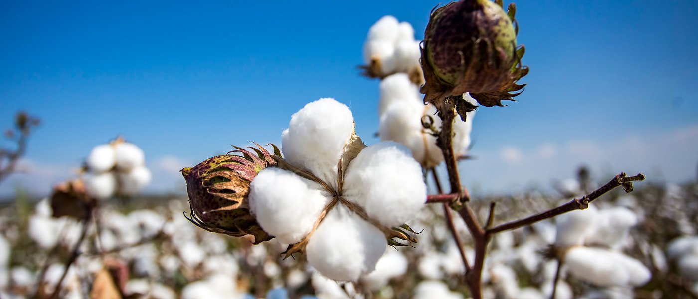 Τα μεγάλα προβλήματα που αντιμετωπίζουν οι βαμβακοπαραγωγοί, ζητούν στήριξη του αγώνα τους από την ελληνική κοινωνία
