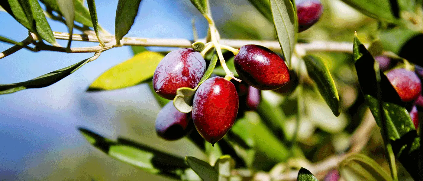 Ξεκίνησε η συγκομιδή στις ελιές Καλαμών, προβλήματα και πρώτες προβλέψεις παραγωγής, πως ξεκίνησαν οι τιμές