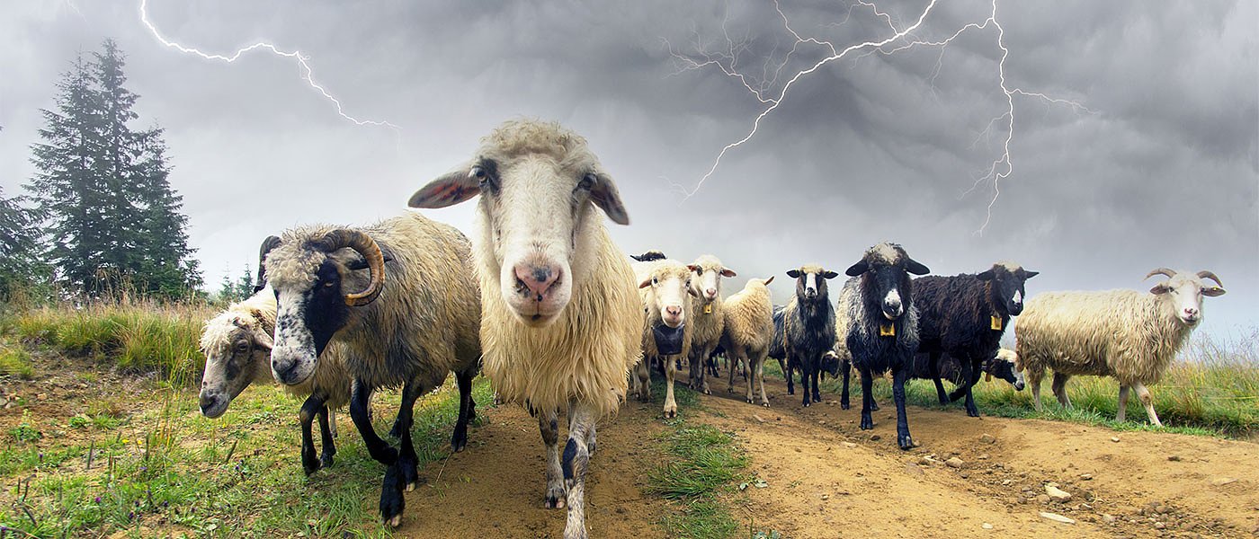 Οι κατηγορίες επιλέξιμων βοσκοτόπων, πως ορίζονται και τι γίνεται με ζωικό κεφάλαιο