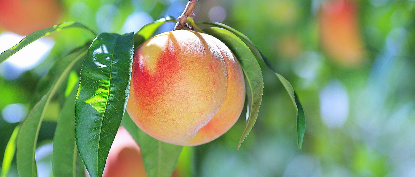 Ακόμη δεν έχουν ξεκινήσει οι έλεγχοι στο ΚΟΜΦΟΥΖΙΟ, ξεχάστε πληρωμές μέχρι τέλη Ιουνίου