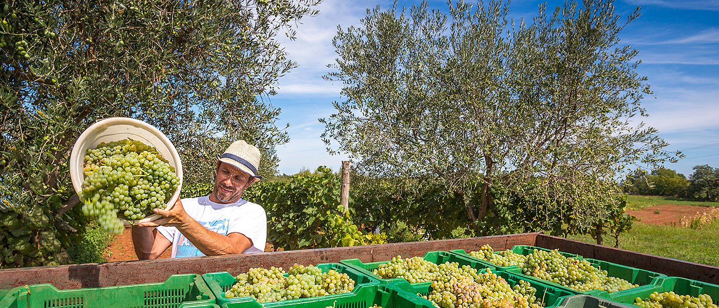Τρύγος στη Σαντορίνη: Αυξημένη παραγωγή και «προσγείωση» τιμών
